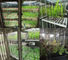 Tohum Çimlenme için Dijital Ekran Yapay Bitki Büyüme Odası Kutusu İklim İnkübatörü