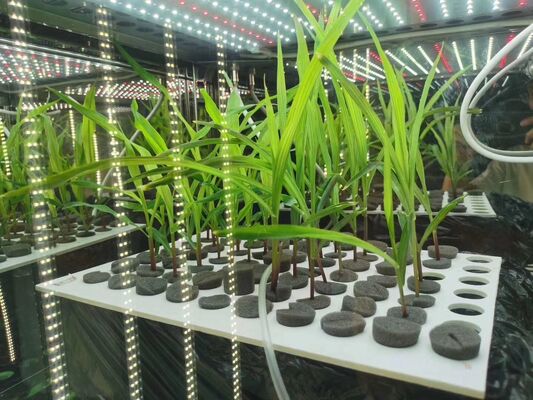 LIYI Satılık 2 Taraf 3 Taraf Çevresel Yapay İklim Testi Aydınlatma Bitki Büyüme İnkübatör Odası Fiyatı